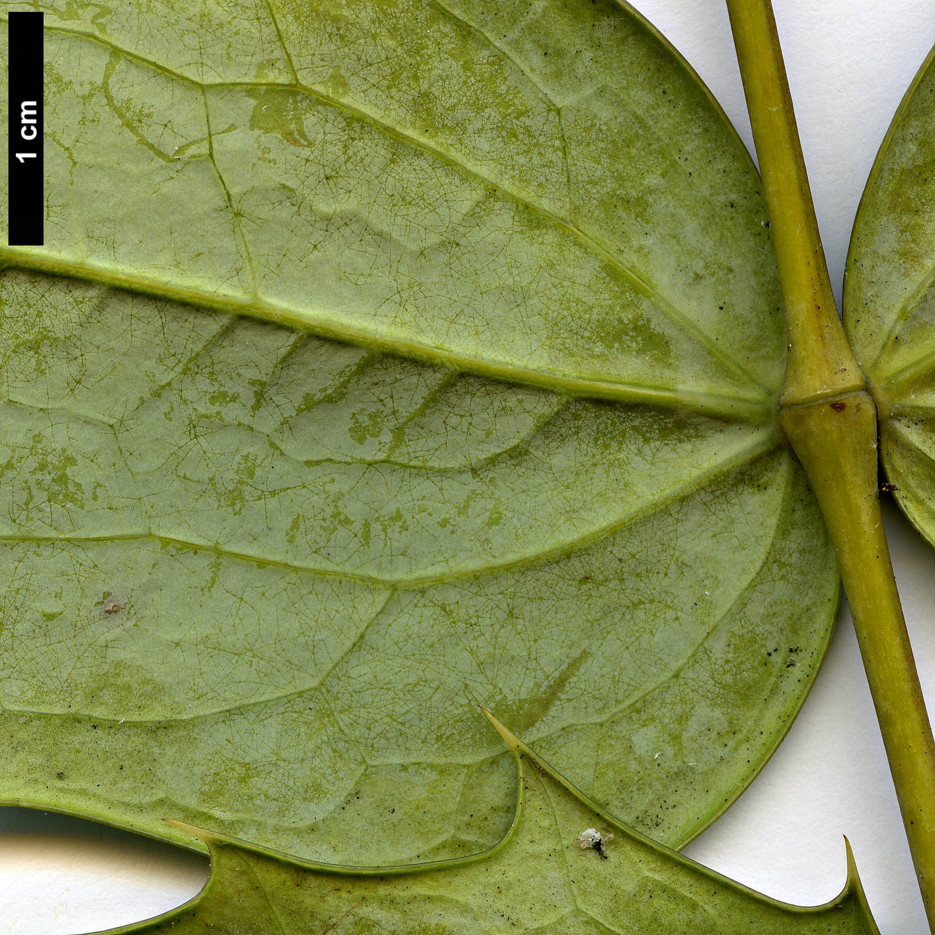 High resolution image: Family: Berberidaceae - Genus: Mahonia - Taxon: 'Winter Bronze'